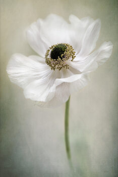 Poster Single White