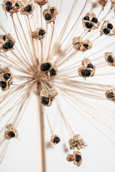 Juliste Dried_007