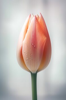 Poster Tulip on white background with water drop