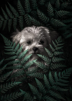 Surreal Animals