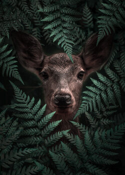 Surreal Animals