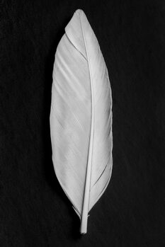 Poster Feather 008