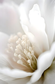Juliste White macro flower