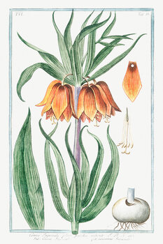 Poster Corona Imperialis (Plant Illustration) - Giorgio Bonelli