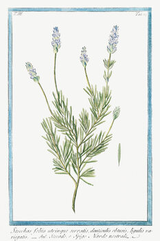 Poster French Lavender