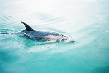 Фотошпалери Dolphin N.Z. Northern