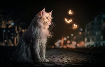 Poster MagicCat