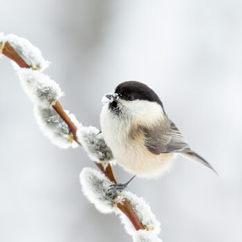 Poster Willow tit in winter.