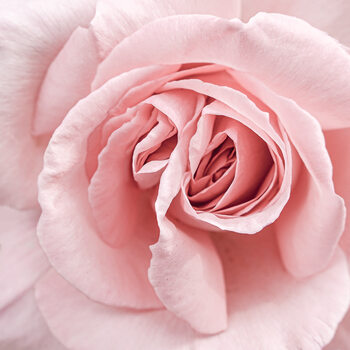 Botanicals