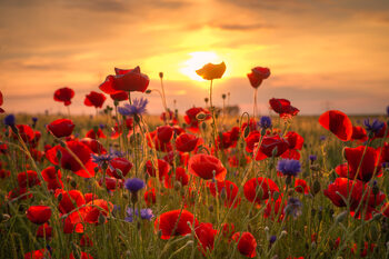 Poppies