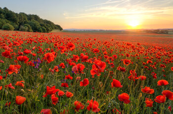 Poppies