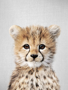 Animals - Colorful