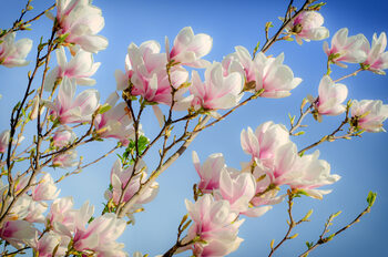 Flowers and Blossom