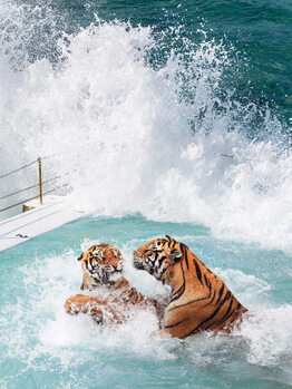 Tiger's Beach