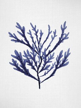 Seaweed & Corals
