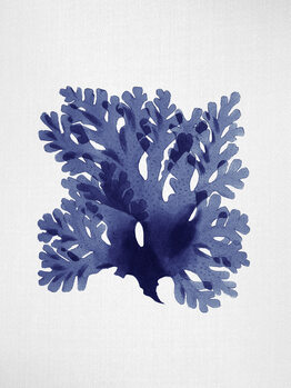Seaweed & Corals