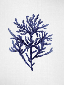 Seaweed & Corals