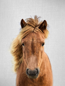 Póster Horse