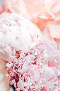 Flowers and Blossom