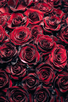 Flowers and Blossom