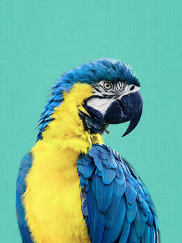 Póster Macaw Parrot in Blue