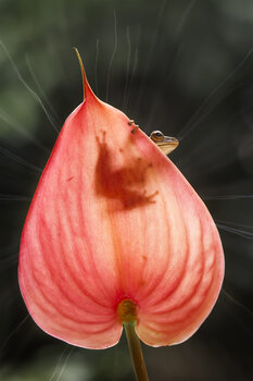 Juliste Tree Frog and Pink Leaf
