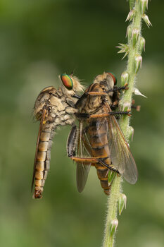 Juliste Robberfly with prey