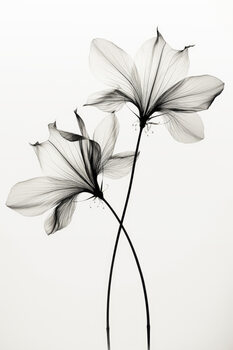 Poster Transparent Botanic No 6