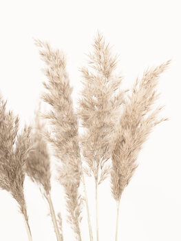 Botanical