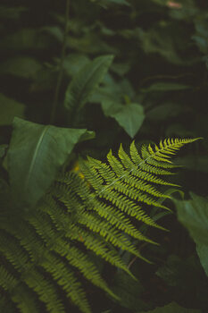 Plants & Flowers
