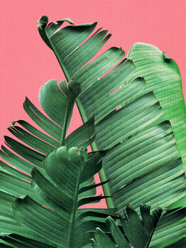 Tropical
