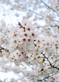 Japan - Beauty Around the World