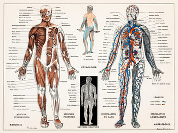 Poster Antique Illustration of the Human Nervous & Muscular System