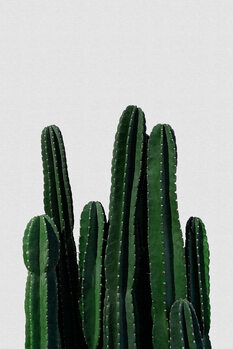 Botanical Colour