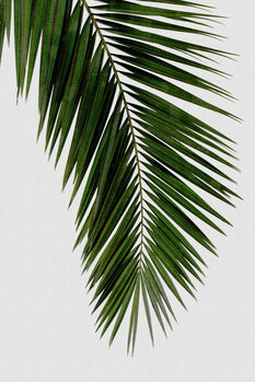 Botanical Colour