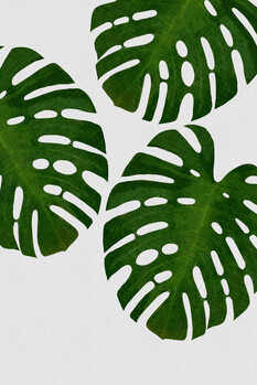 Botanical Colour