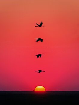 Poster Sunset Birds