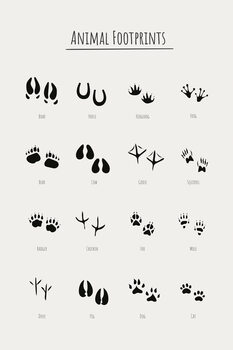 Poster Animal Footprints - English