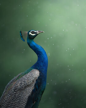 Poster Crowned Onlooker