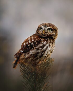 Poster Morning with owl