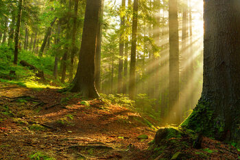 Mystic forest