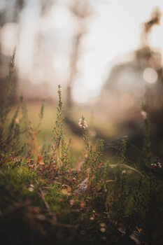 Plants & Flowers