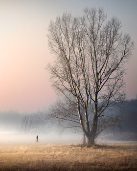 TREES