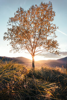 TREES