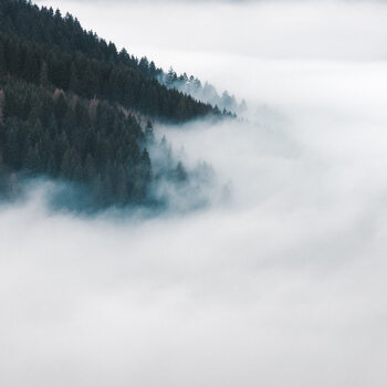 TREES