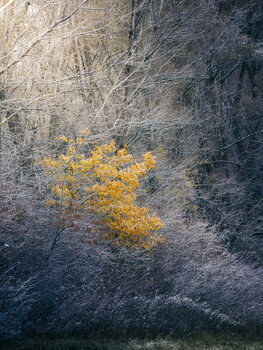 TREES