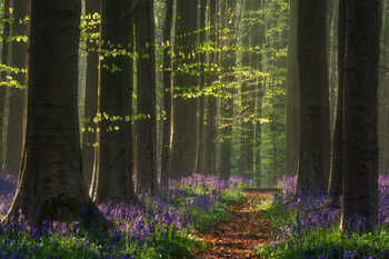 Trees and woodland