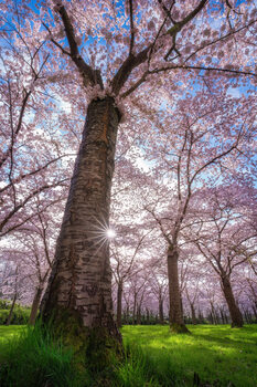 Trees and woodland