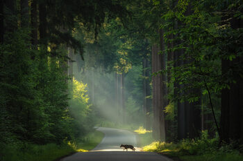 Trees and woodland