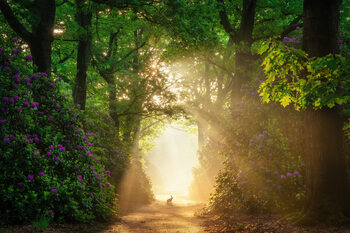 Trees and woodland